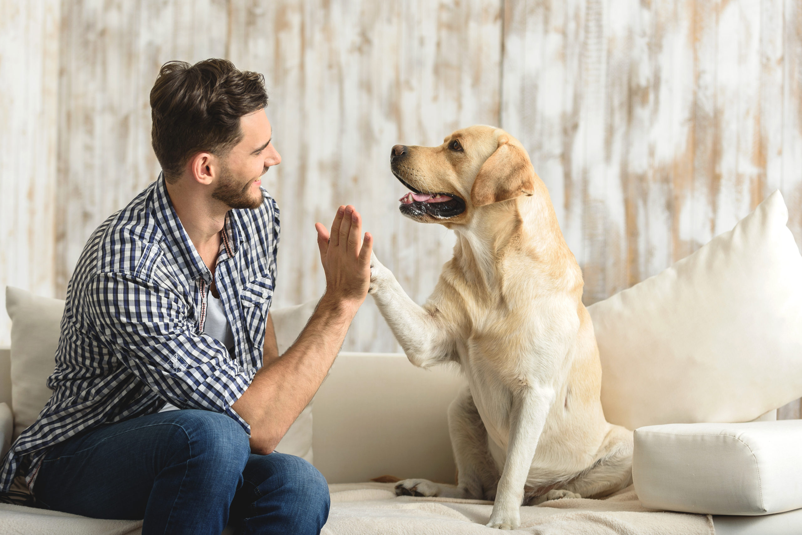Peace of mind for pets and their people